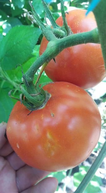 Buzau 50 - A-A Gradina de legume 2018