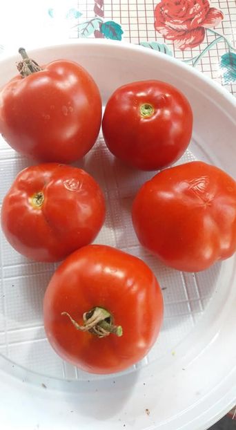 grososoika - A-A Gradina de legume 2018