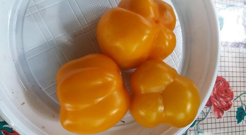 yellow stuffer - A-A Gradina de legume 2018