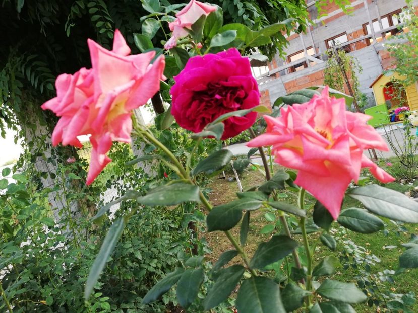 - Gradina august 2018