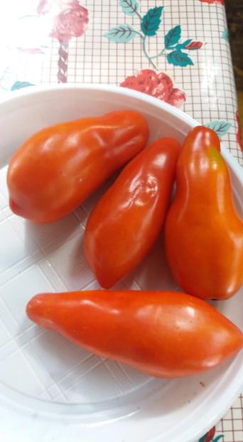 - A-A Gradina de legume 2018