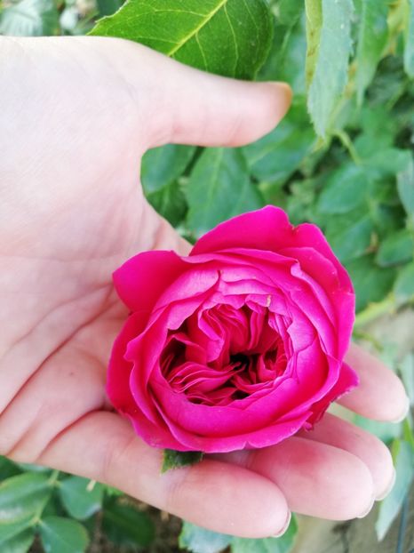  - Gradina august 2018