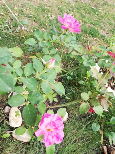  - Gradina august 2018