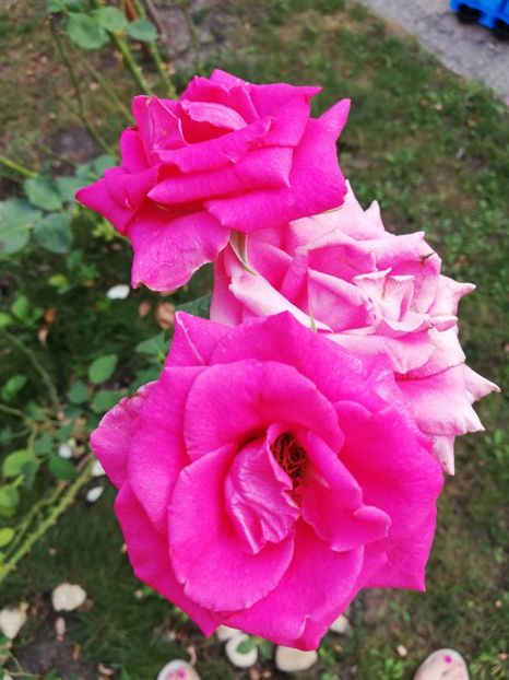  - Gradina august 2018