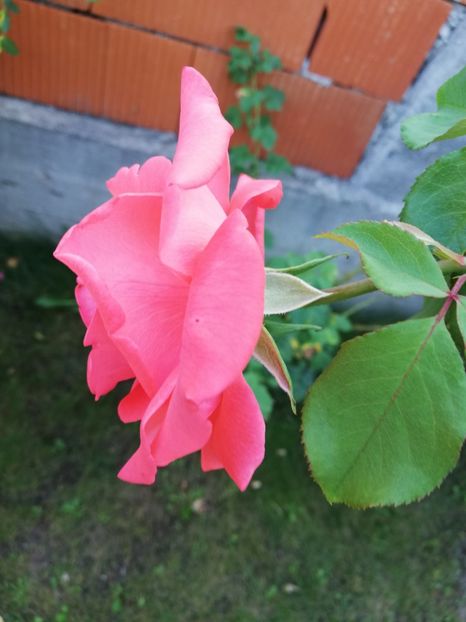  - Gradina august 2018