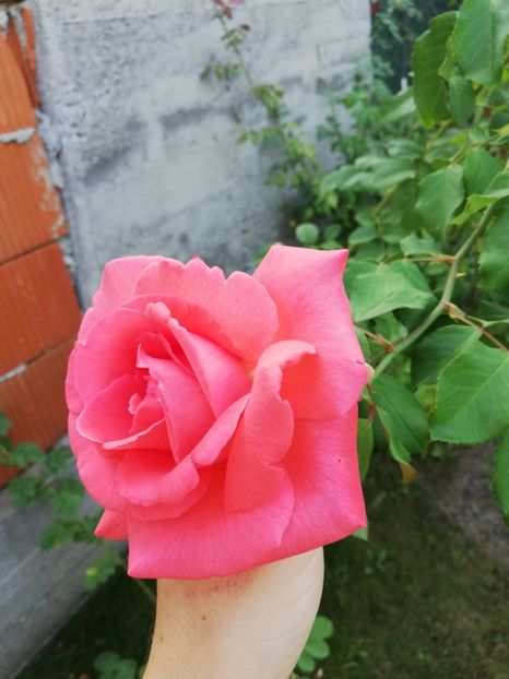  - Gradina august 2018