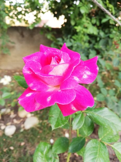  - Gradina august 2018