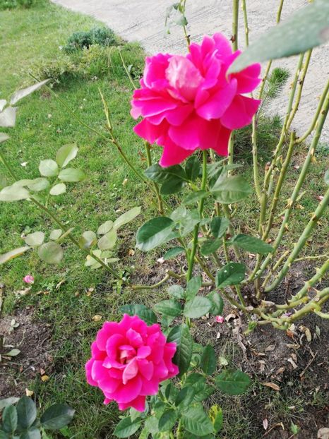  - Gradina august 2018