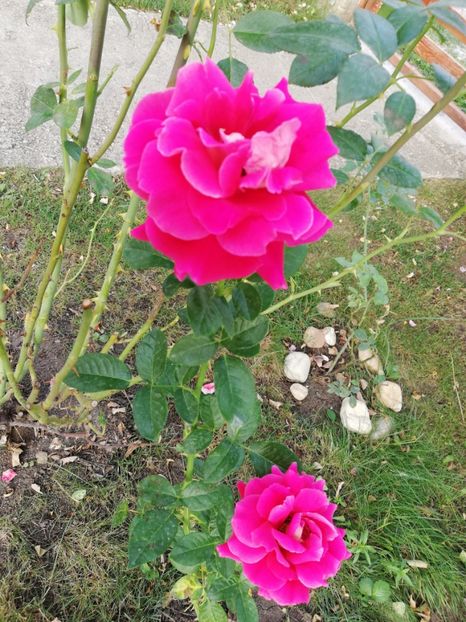  - Gradina august 2018