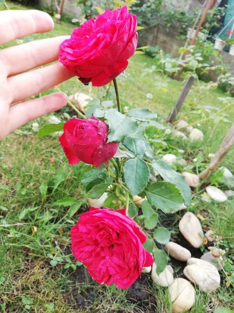  - Gradina august 2018
