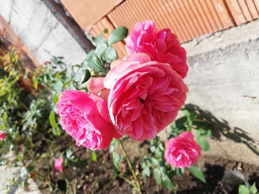  - Gradina august 2018
