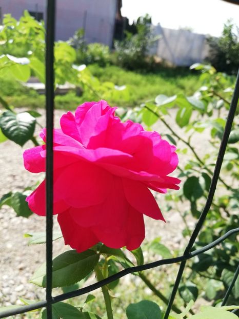  - Gradina august 2018