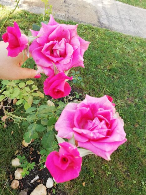  - Gradina august 2018