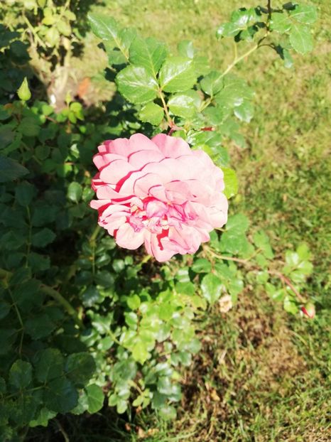  - Gradina august 2018