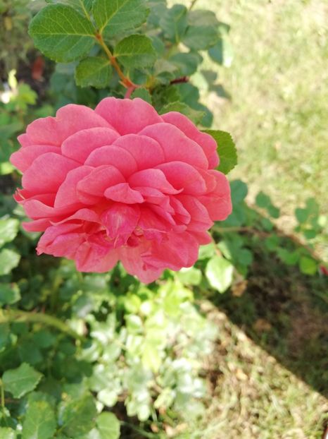  - Gradina august 2018