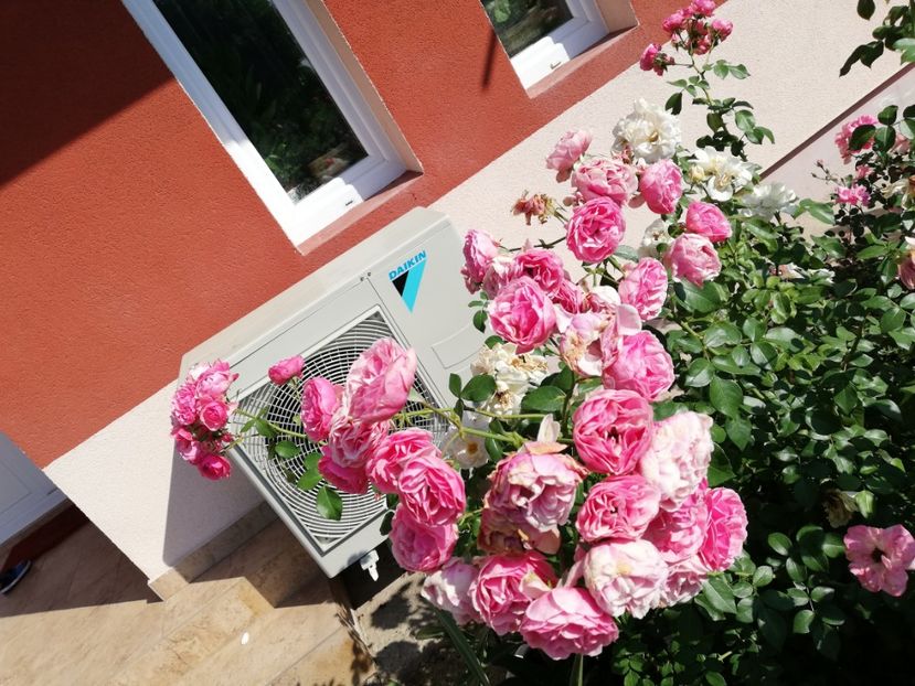  - Gradina august 2018