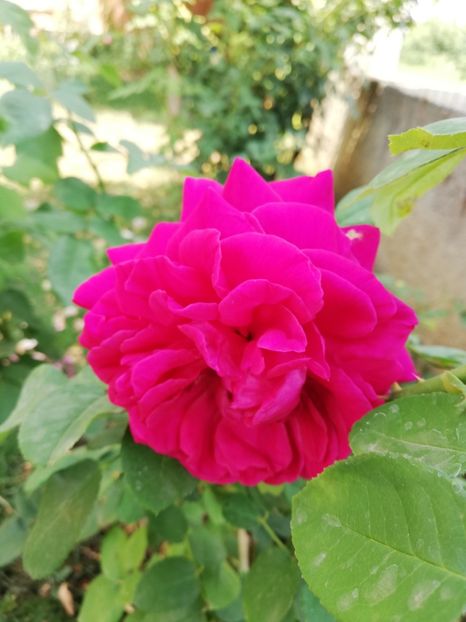  - Gradina august 2018
