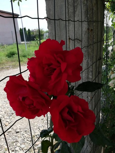  - Gradina august 2018