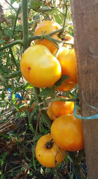verna orange - A-A Gradina de legume 2018