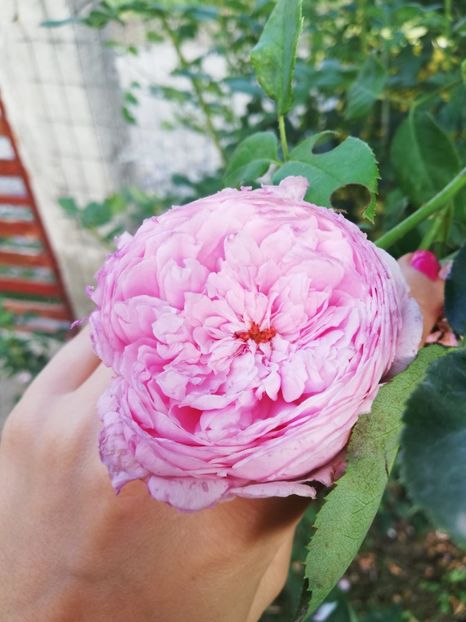  - Gradina august 2018