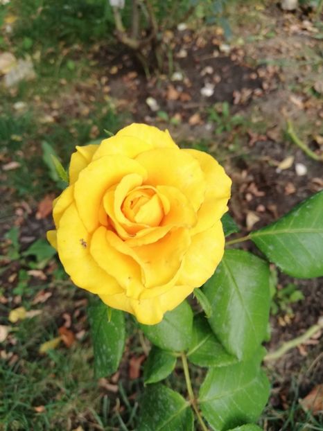  - Gradina august 2018