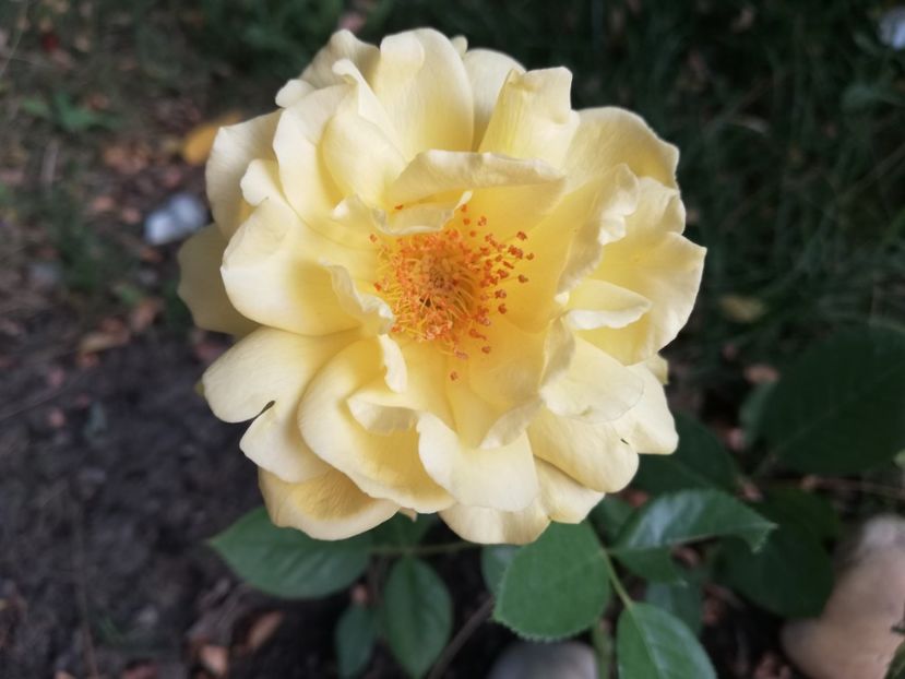  - Gradina august 2018