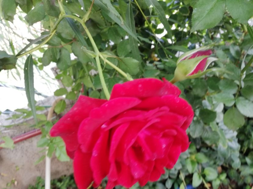  - Gradina august 2018