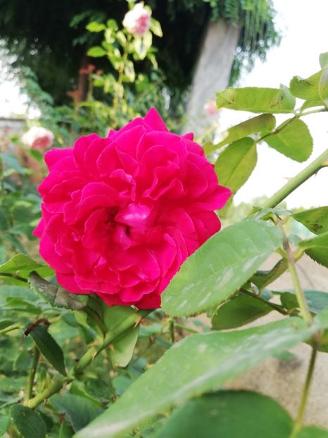 - Gradina august 2018