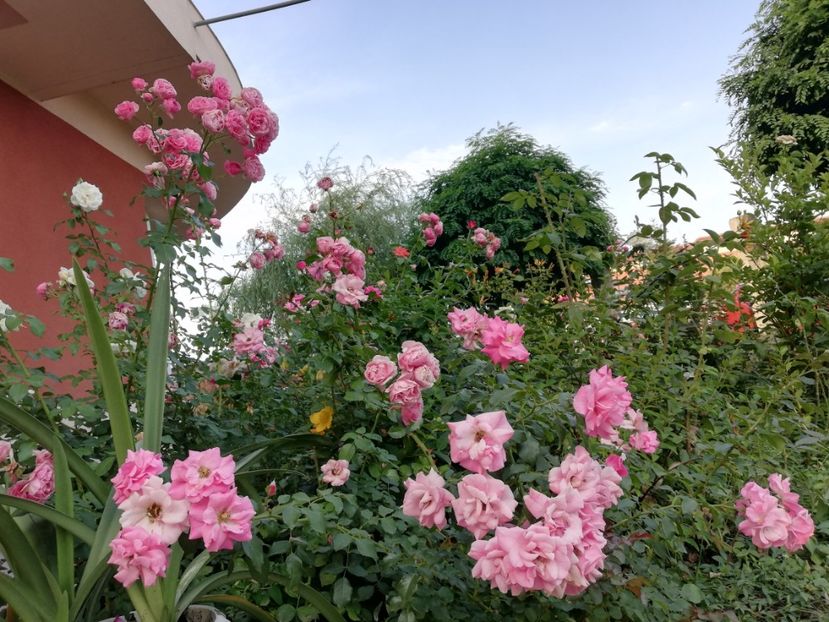  - Gradina august 2018