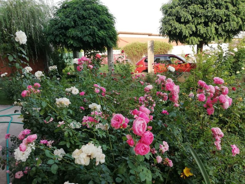  - Gradina august 2018