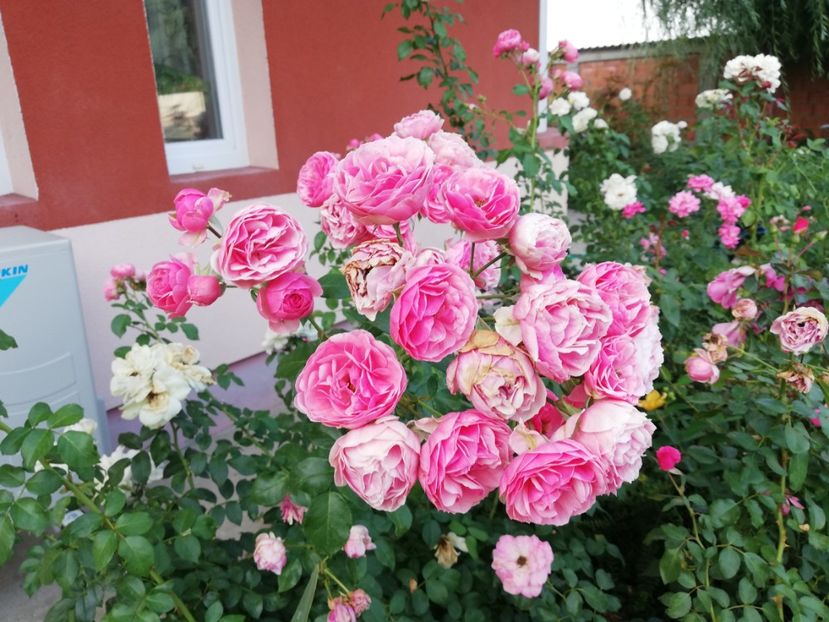  - Gradina august 2018