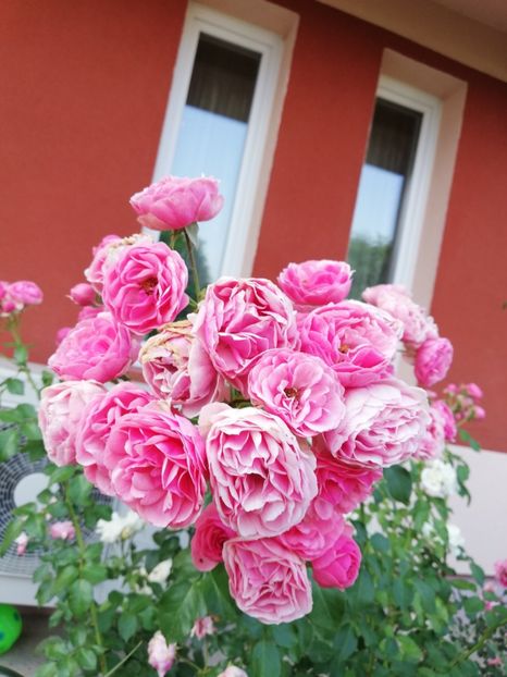  - Gradina august 2018