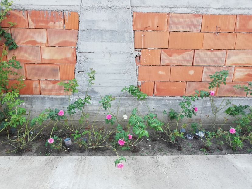  - Gradina august 2018
