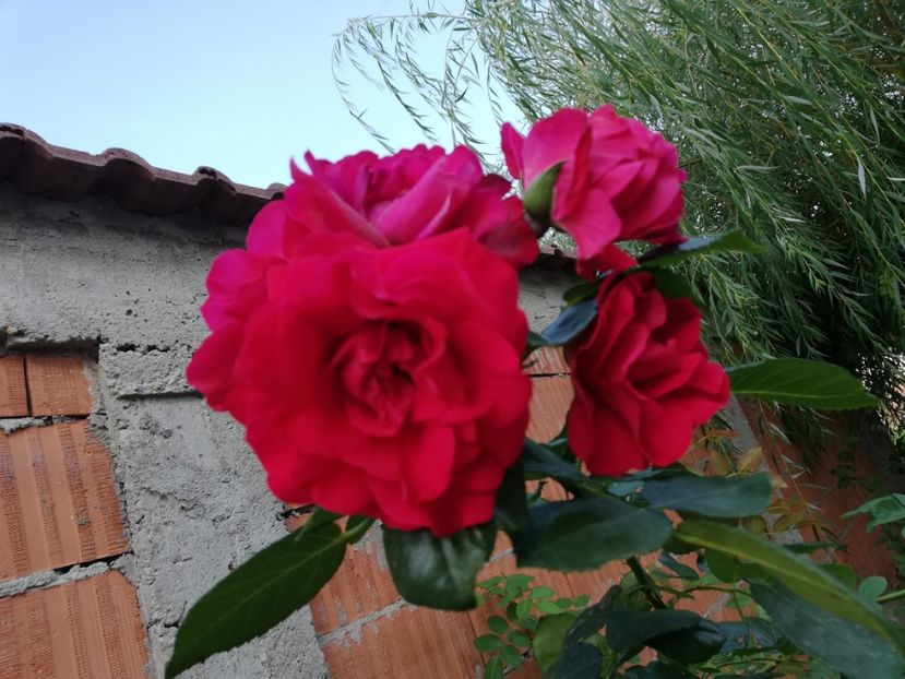  - Gradina august 2018