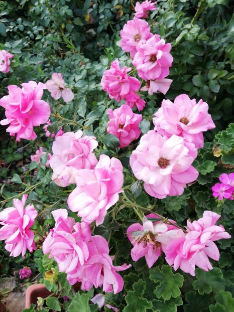  - Gradina august 2018