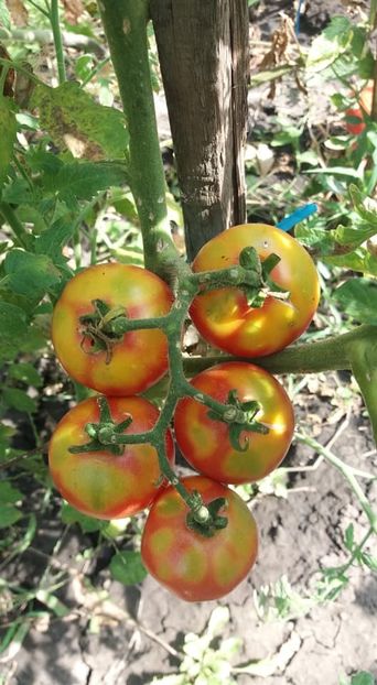  - A-A Gradina de legume 2018
