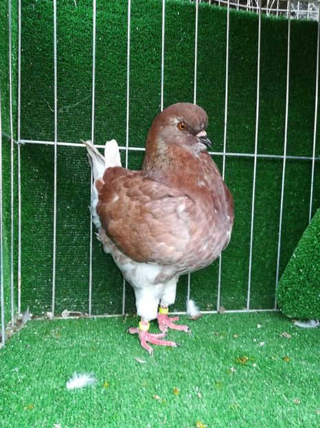  - b-king-matca de a lungul anilor