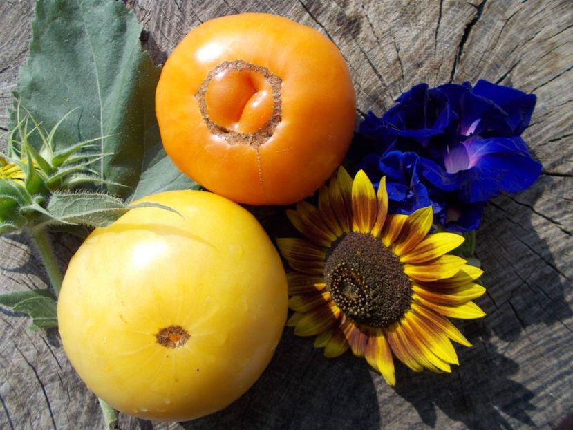  - SEMINTE ROSII - LILLIAN S YELLOW HEIRLOOM