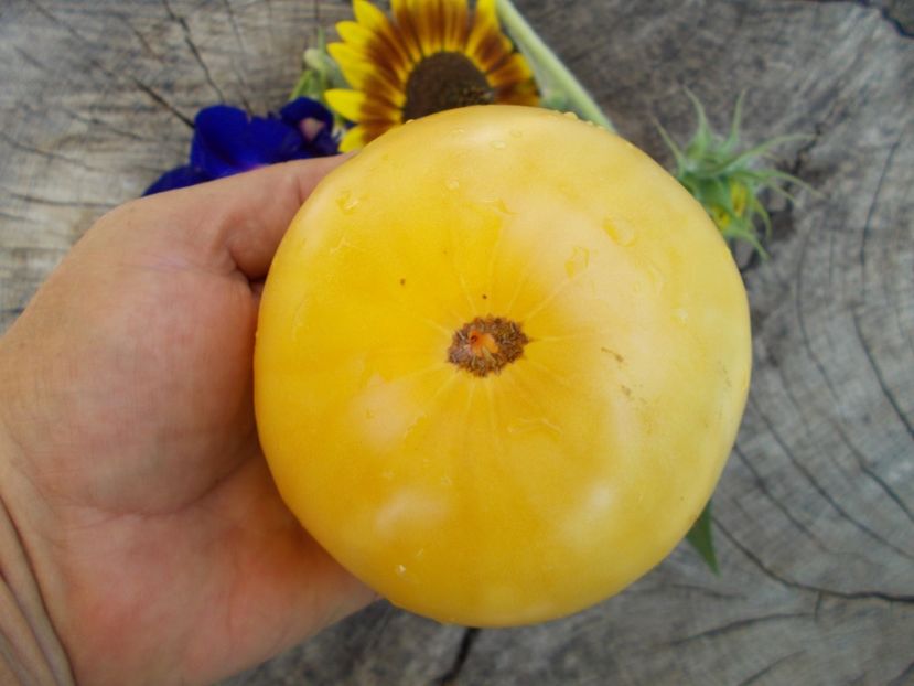  - SEMINTE ROSII - LILLIAN S YELLOW HEIRLOOM