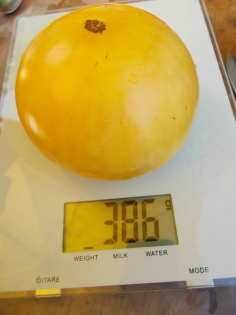  - SEMINTE ROSII - LILLIAN S YELLOW HEIRLOOM