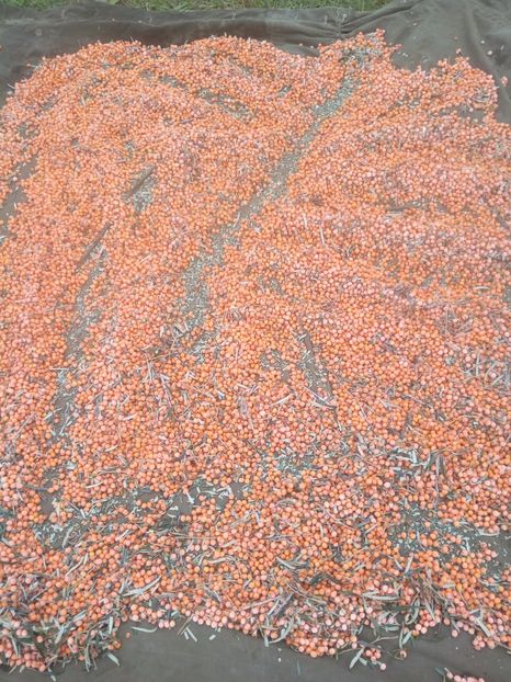 Recolta - CATINA SALBATICA PLANTATIE
