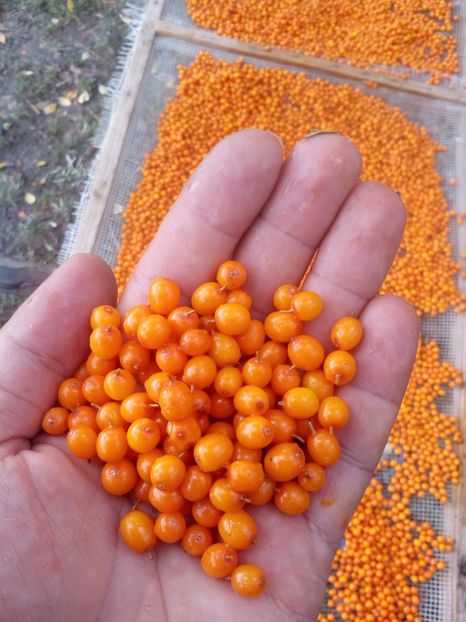 Catina curata - CATINA SALBATICA PLANTATIE