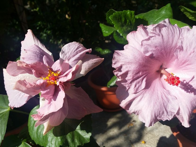  - Hibiscus 2018