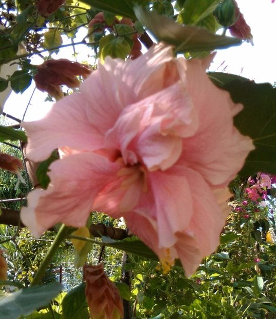 Clasic pink2-floare - Hibiscusi din colectie