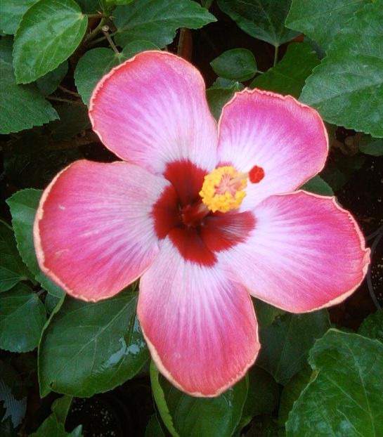  - Hibiscus Rum Runner