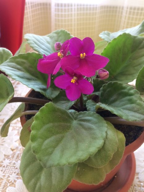 image - Florile mele