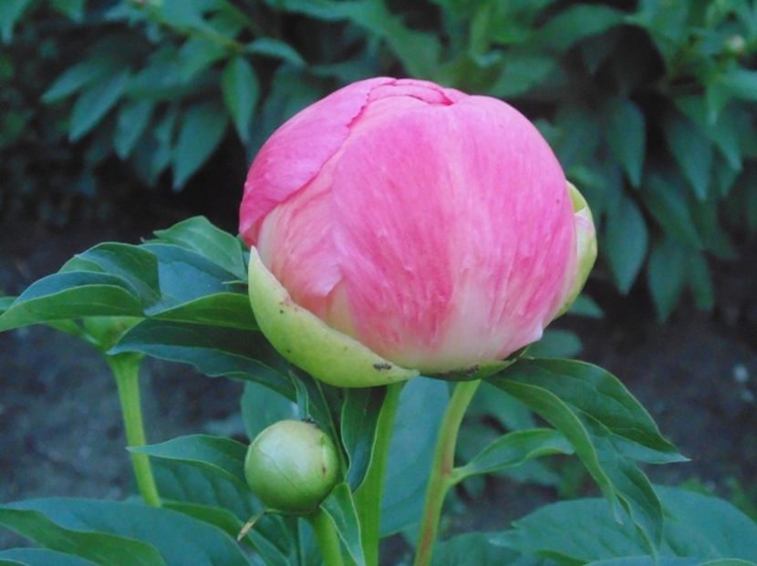 Bujor clasic roz,parfumat - Disponibil 2018