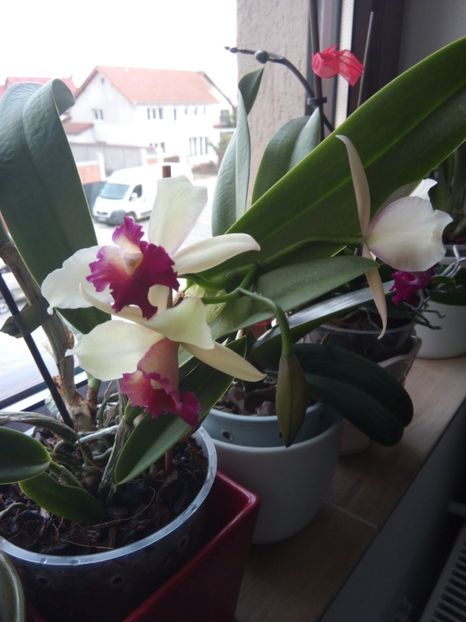  - florile mele dragi