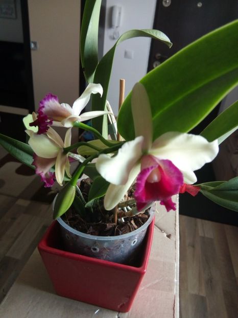  - florile mele dragi