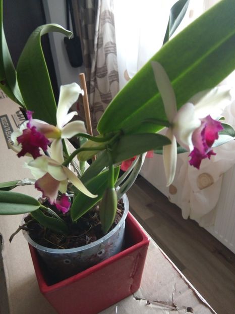  - florile mele dragi